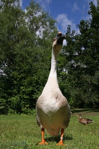 Ich bin ein Schwan! (2/3)