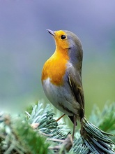 Rotkehlchen (Erithacus rubecula)