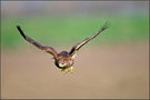 Mäusebussard
