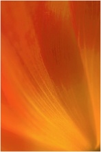 ~ Tulpe ~
