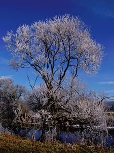 Winter an der Lahn III