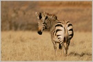 Steppenzebra (Equus quagga)