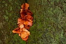 Herbst - Blätter - Baum