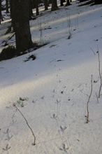 Hahnenspur im Bergwald