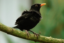 Amsel im Wind