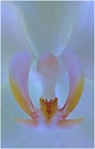 ~ Orchidee ~