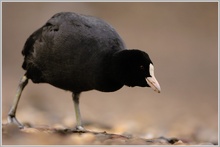 Blässhuhn (Fulica atra)