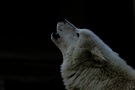 White Wulf