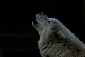 White Wulf