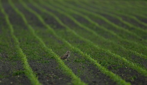 Maisfeld mit Sumpfohreule