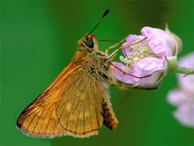 Rostfarbiger Dickkopffalter (Ochlodes venatus)