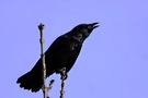 Aas- bzw. Rabenkrähe (Corvus corone)