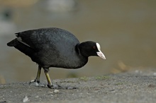 Fulica atra