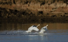 Höckerschwäne (Cygnus olor)