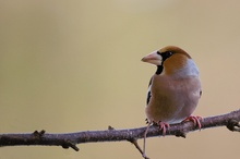 Kernbeißer (Coccothraustes coccothraustes)