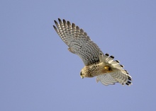 Turmfalke im Rüttelflug