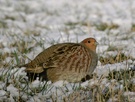 Rebhuhn im Schnee