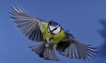 Blaumeise frontal