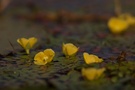 Blüten-Teich I