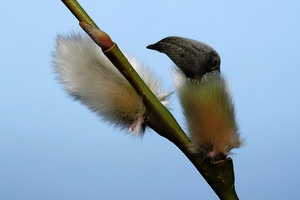 Salix viminalis