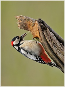 Dieser Buntspecht ...