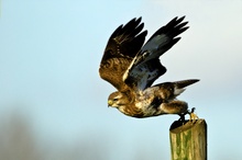 Bussard beim Start