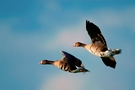 zwei Wildgänse im Flug