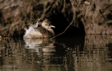 Zwergtaucher (Tachybaptus ruficollis)