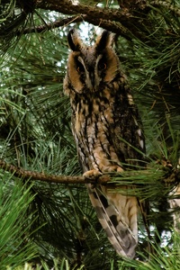 Asio otus"