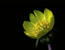 Eranthis hyemalis