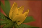 ~ Winterling (Eranthis hyemalis) ~