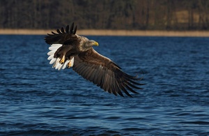 Seeadler gleitet über's Wasser