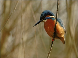 Eisvogel beim Ansitz