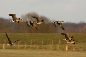 Fliegerstaffel Blässgänse