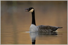 Kanadagans (Branta canadensis)