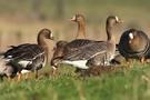 Wildgänse bei der Futtersuche