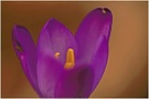 ~ Krokus ~