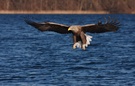 Seeadler gleitet über's Wasser 2