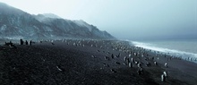 Lavastrand und 250.000 Pinguine