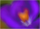 ~ Krokus mal anders ~