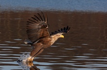 ...und noch ein Seeadler