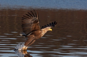 ...und noch ein Seeadler