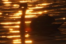 Höckerschwan im goldenen Abendlicht