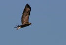 Mäusebussard (Buteo buteo)