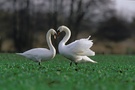 turtelndes Höckerschwanenpaar (Cygnus olor)