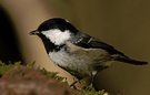 Tannenmeise (Parus ater)