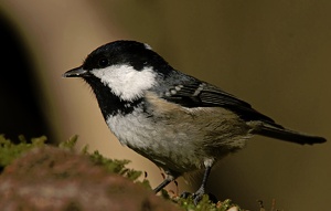 Tannenmeise (Parus ater)