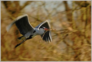 Graureiher (Ardea cinerea)