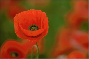 Mohn