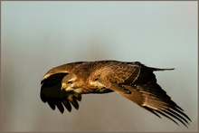 Bussard im Flug